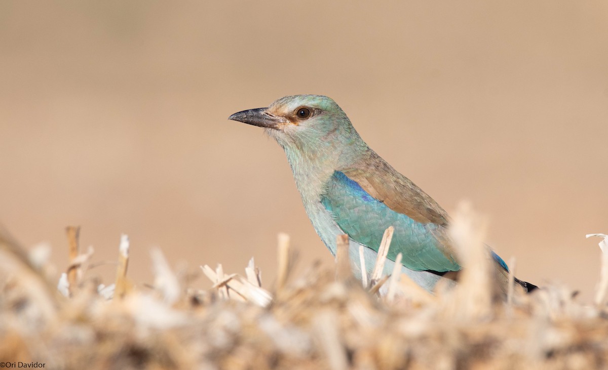 European Roller - ML643143946