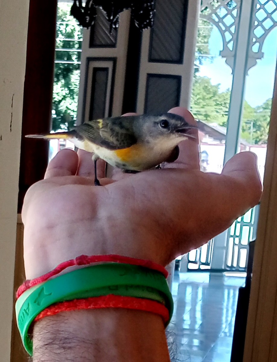 lesňáček lejsčí - ML643143952