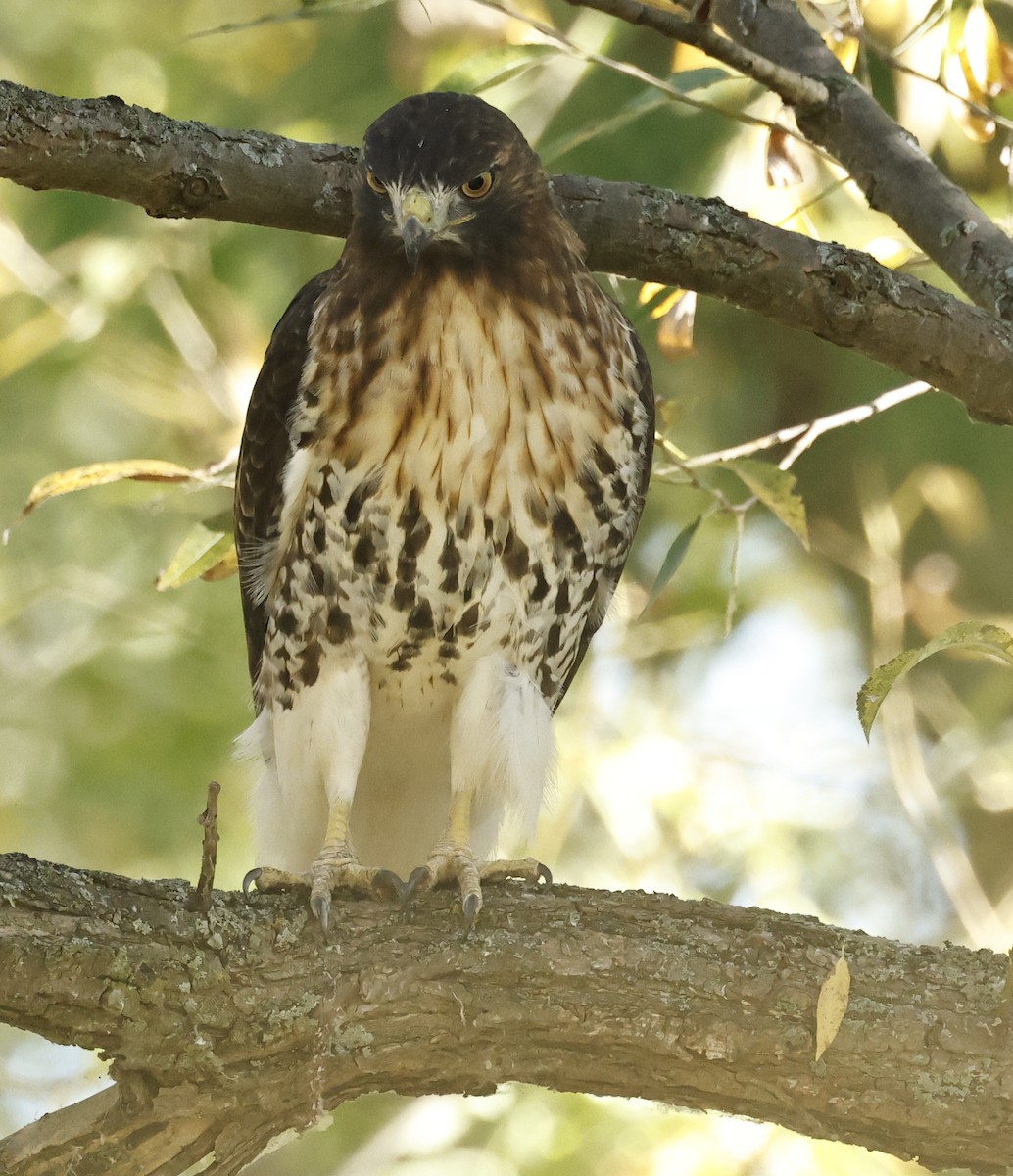 Red-tailed Hawk (abieticola) - ML643143959