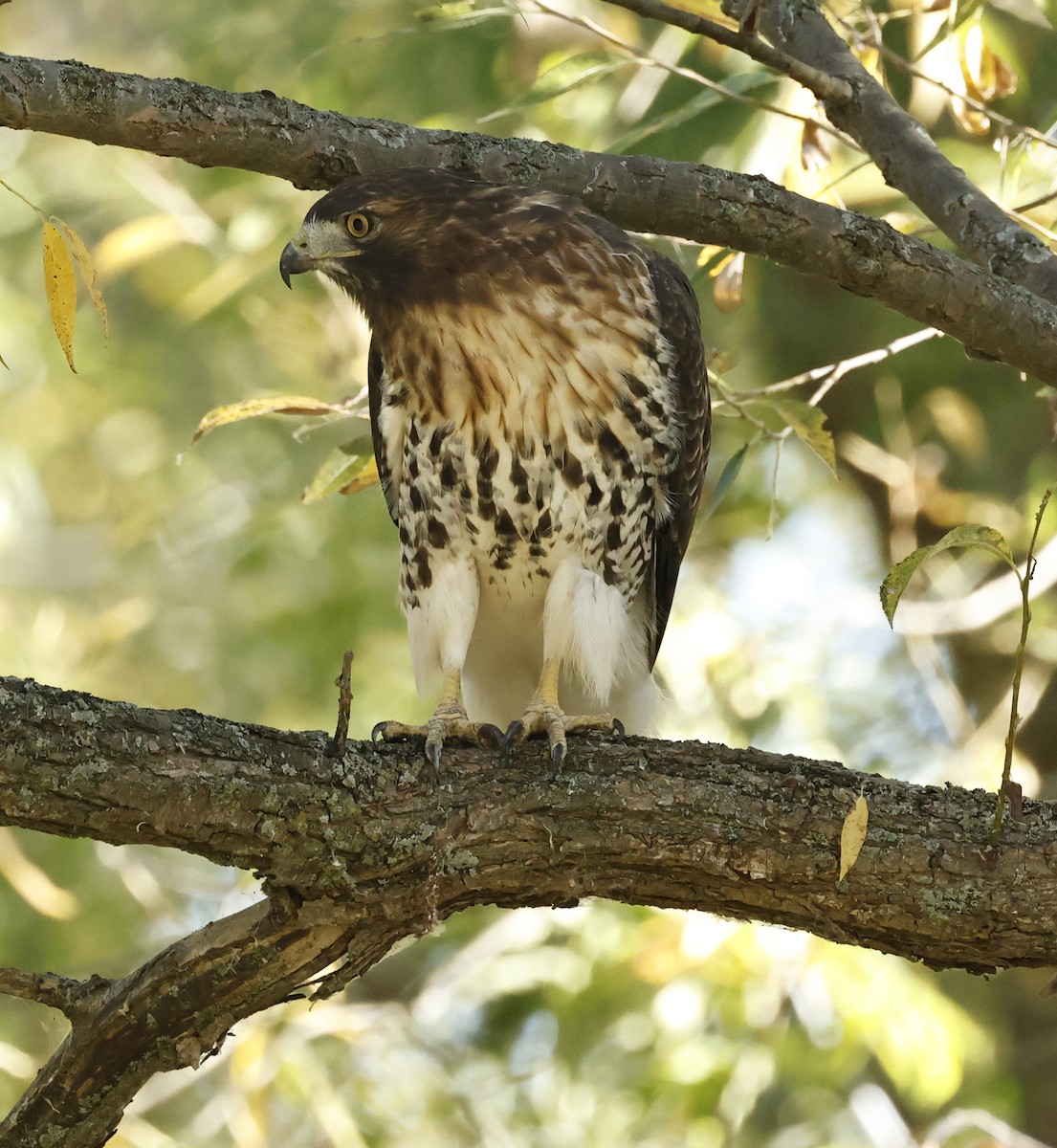 Red-tailed Hawk (abieticola) - ML643143960