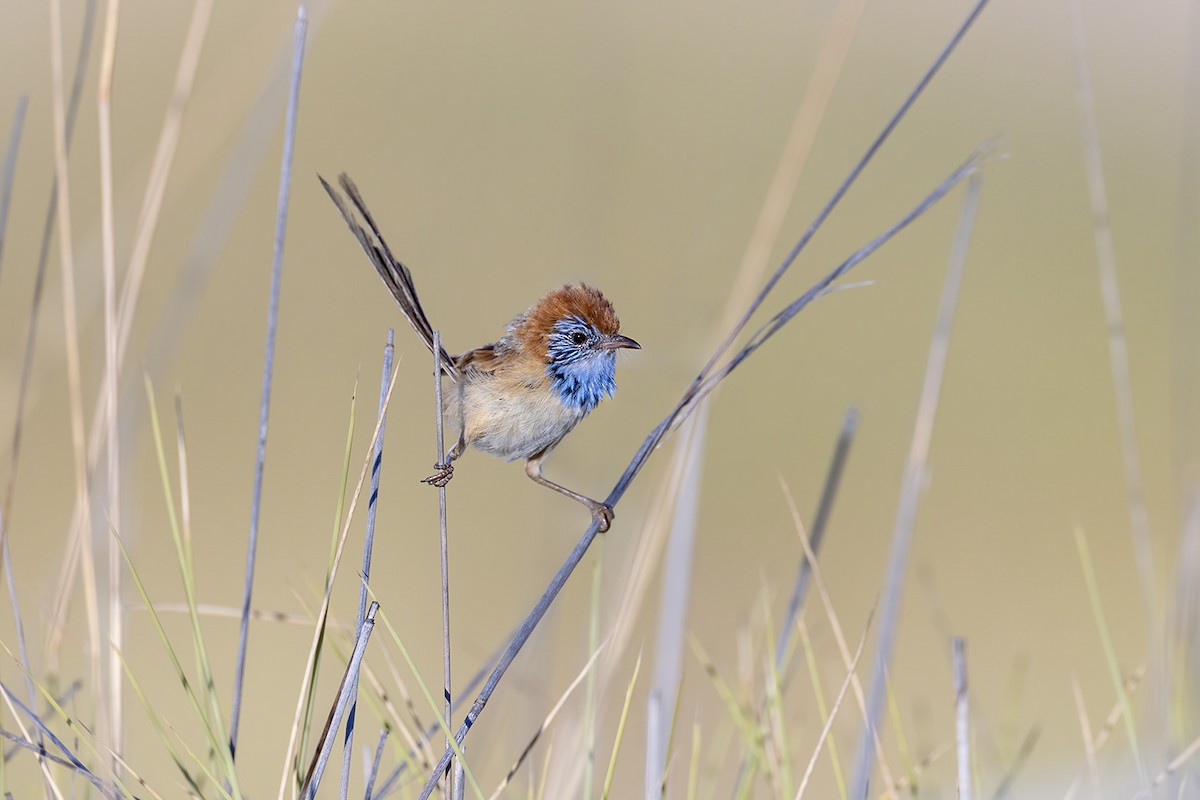 Rufous-crowned Emuwren - ML643143961