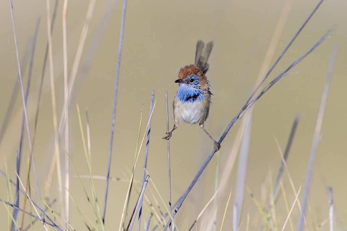 Rufous-crowned Emuwren - ML643143962