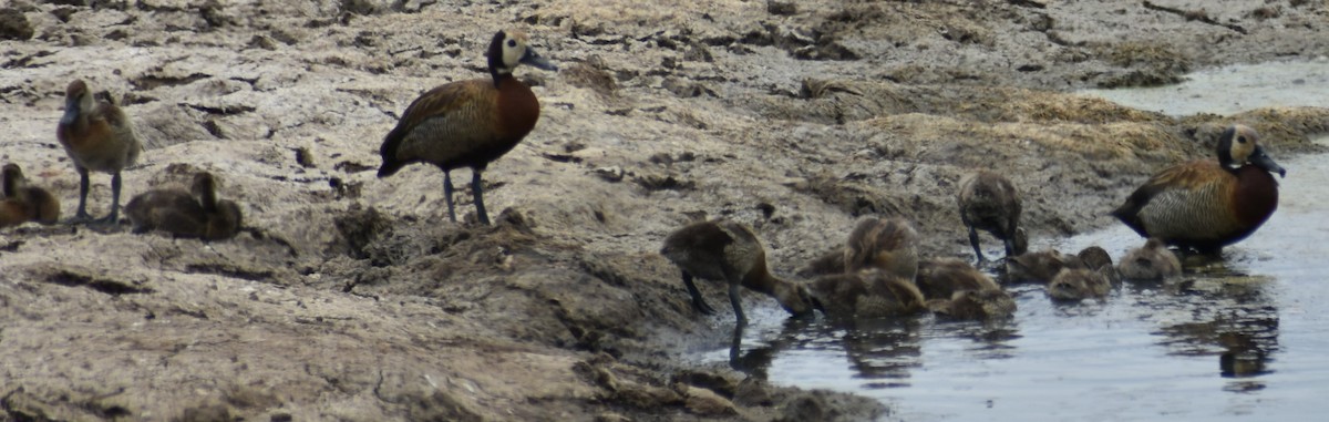 White-faced Whistling-Duck - ML643143964