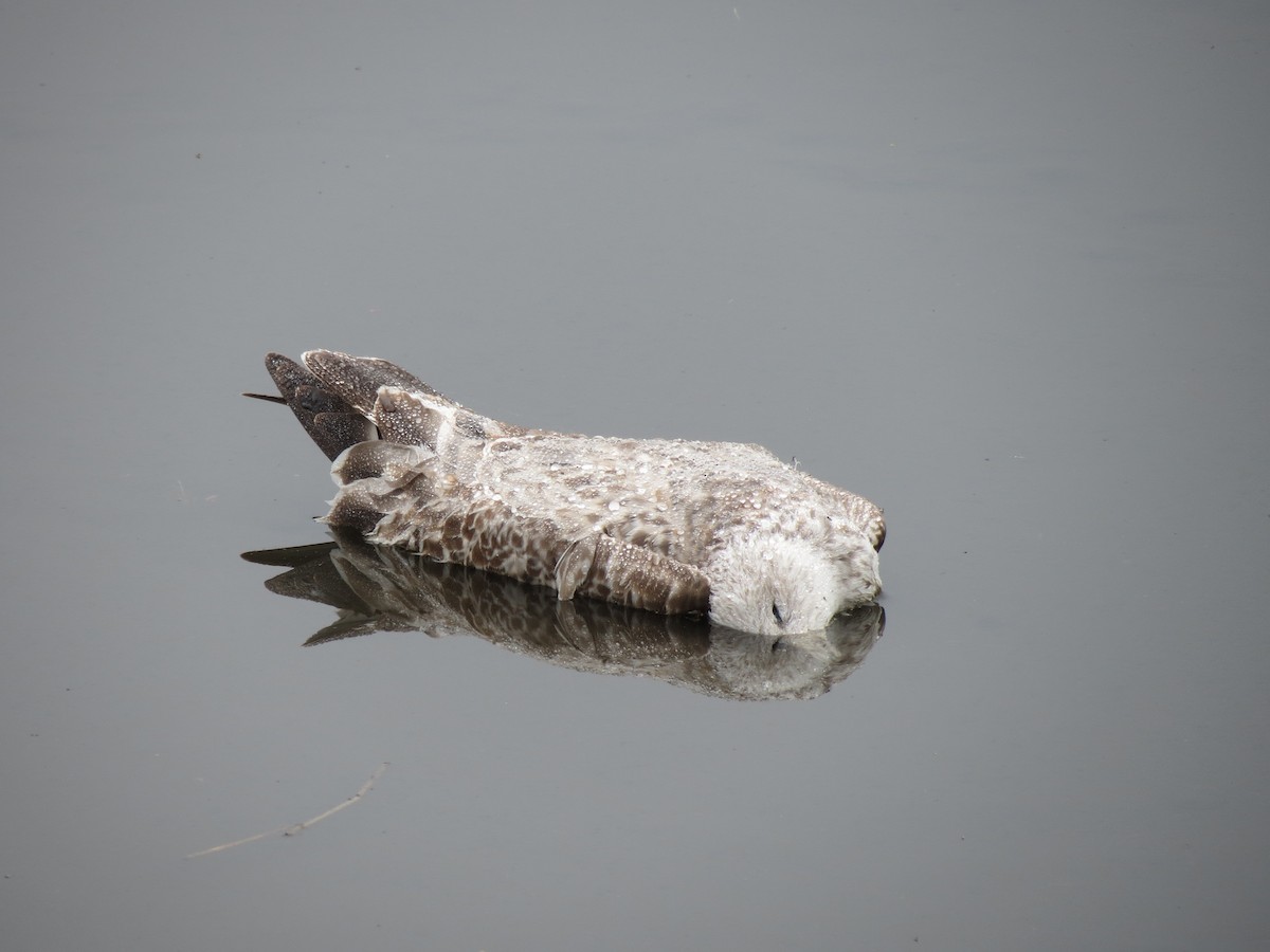 Larus sp. - ML643143966