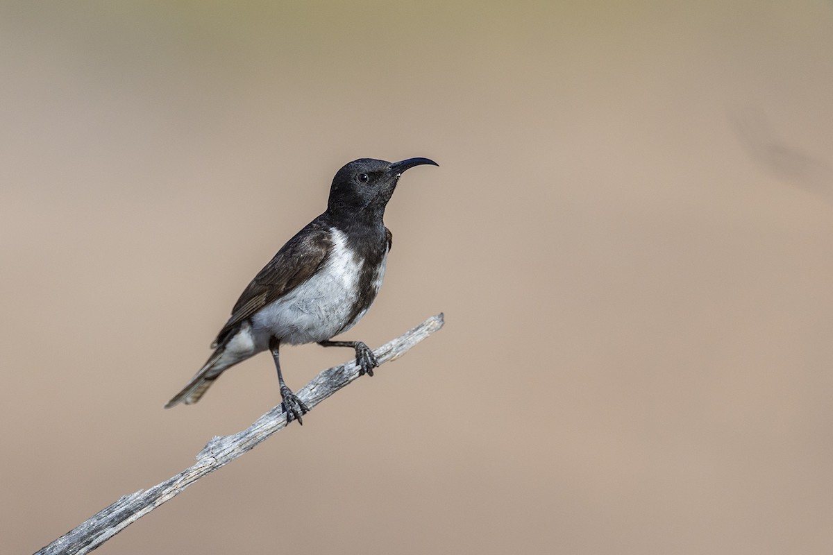 Black Honeyeater - ML643143967