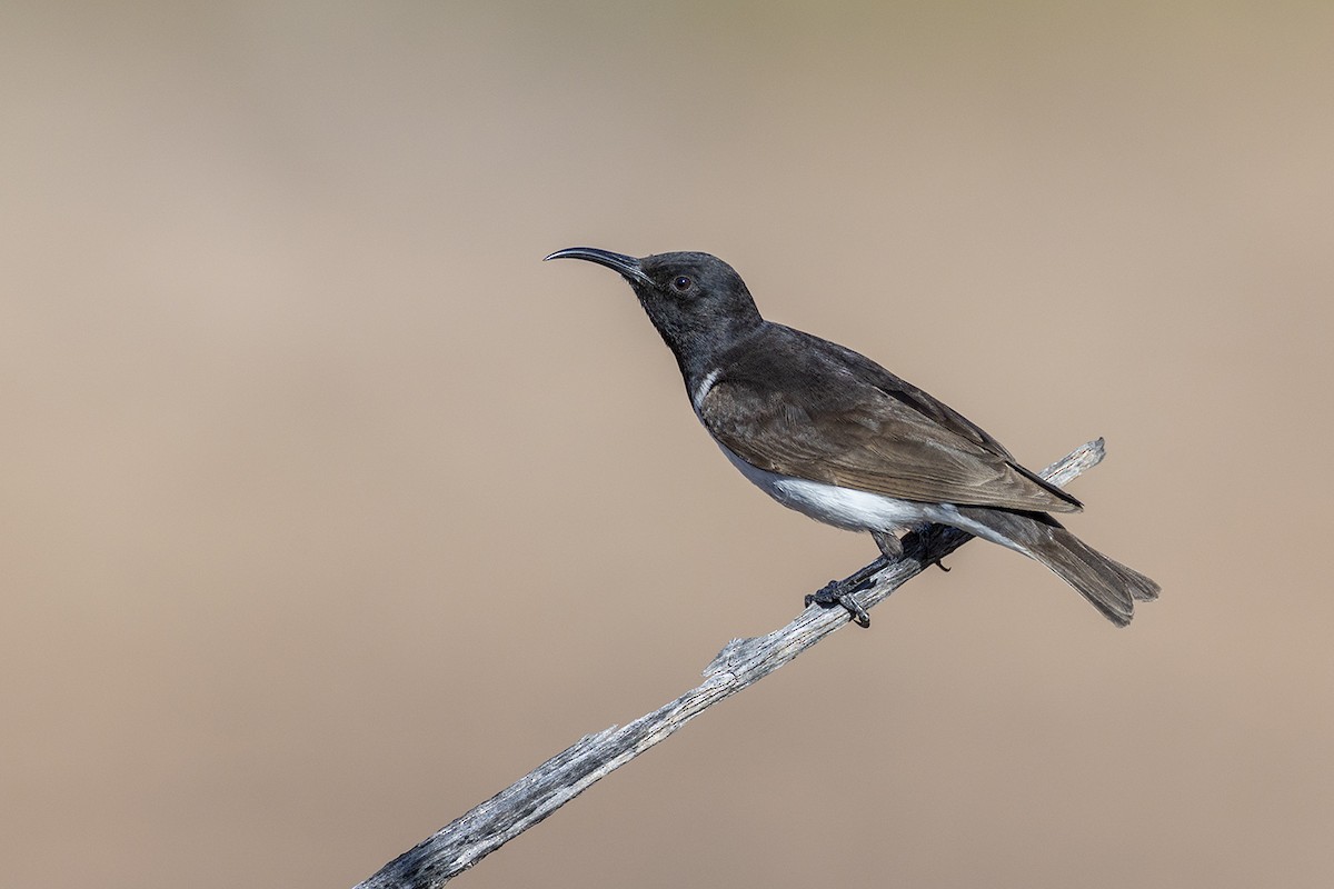 Black Honeyeater - ML643143968
