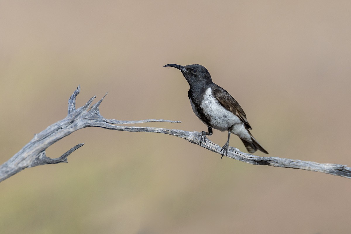 Black Honeyeater - ML643143969