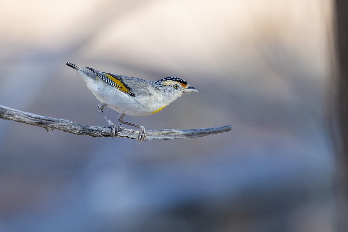 Red-browed Pardalote - ML643143974