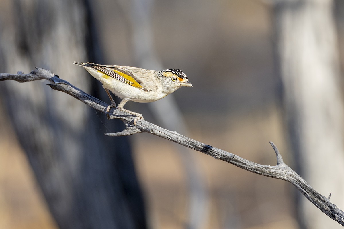 Red-browed Pardalote - ML643143975