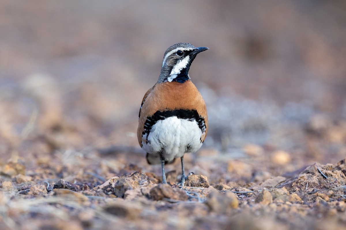 Chestnut-breasted Quail-thrush - ML643143976