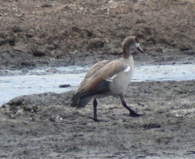 Egyptian Goose - ML643143981