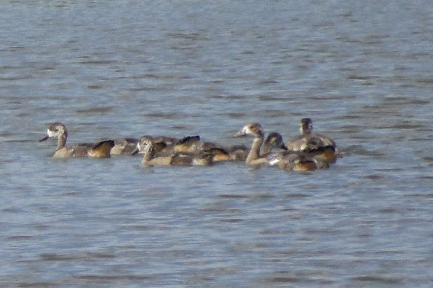 Egyptian Goose - ML643143982