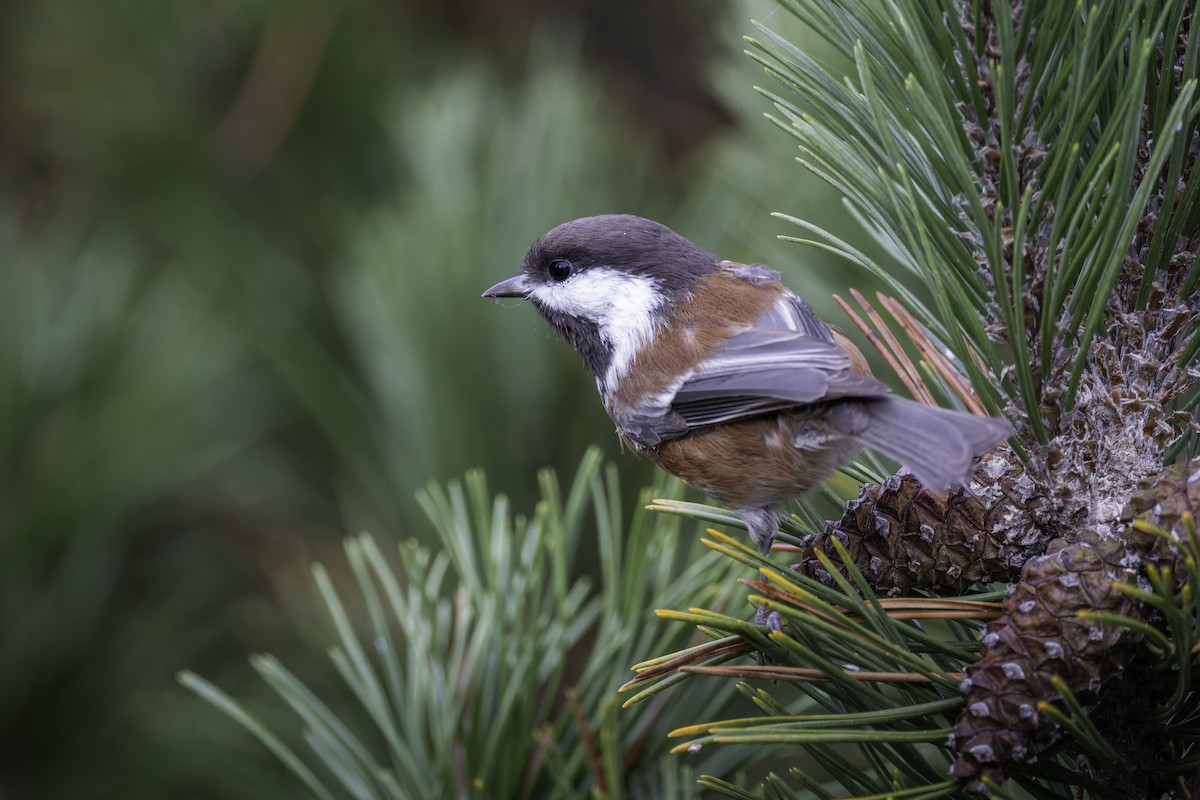 Chestnut-backed Chickadee - ML643143988