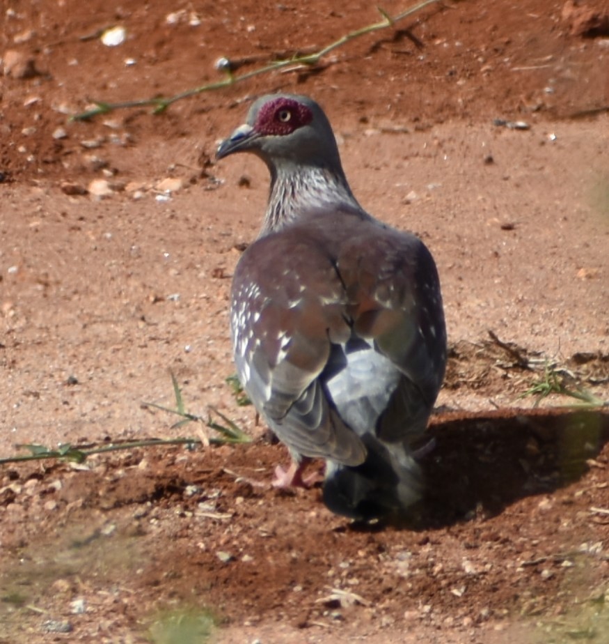 Speckled Pigeon - ML643143989
