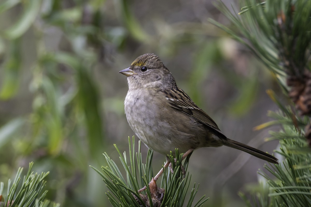 Golden-crowned Sparrow - ML643143998