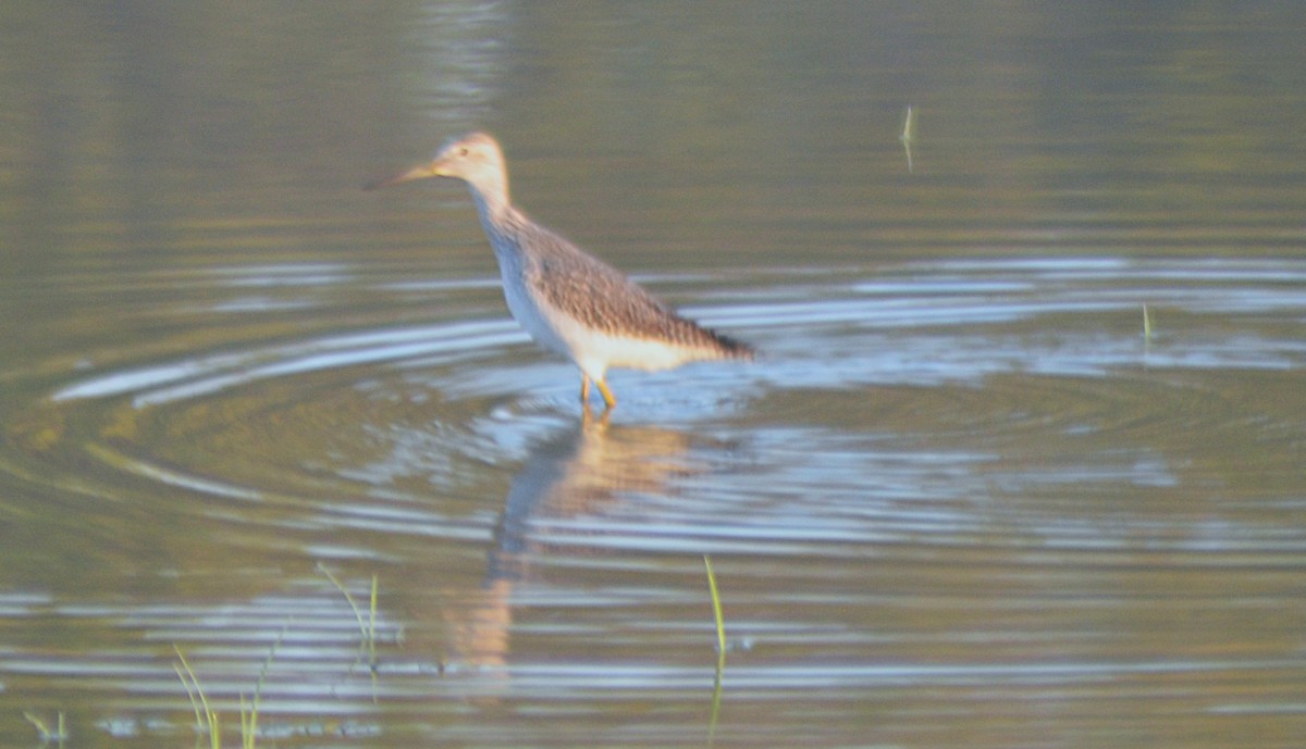 Greater Yellowlegs - ML643143999