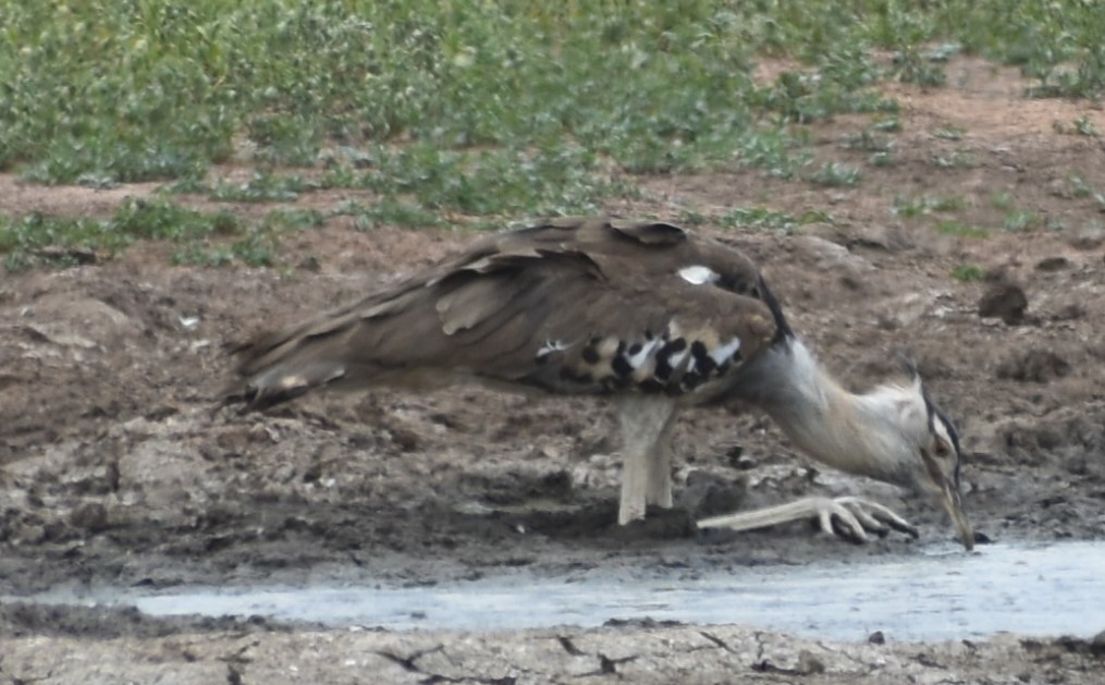 Kori Bustard - ML643144001