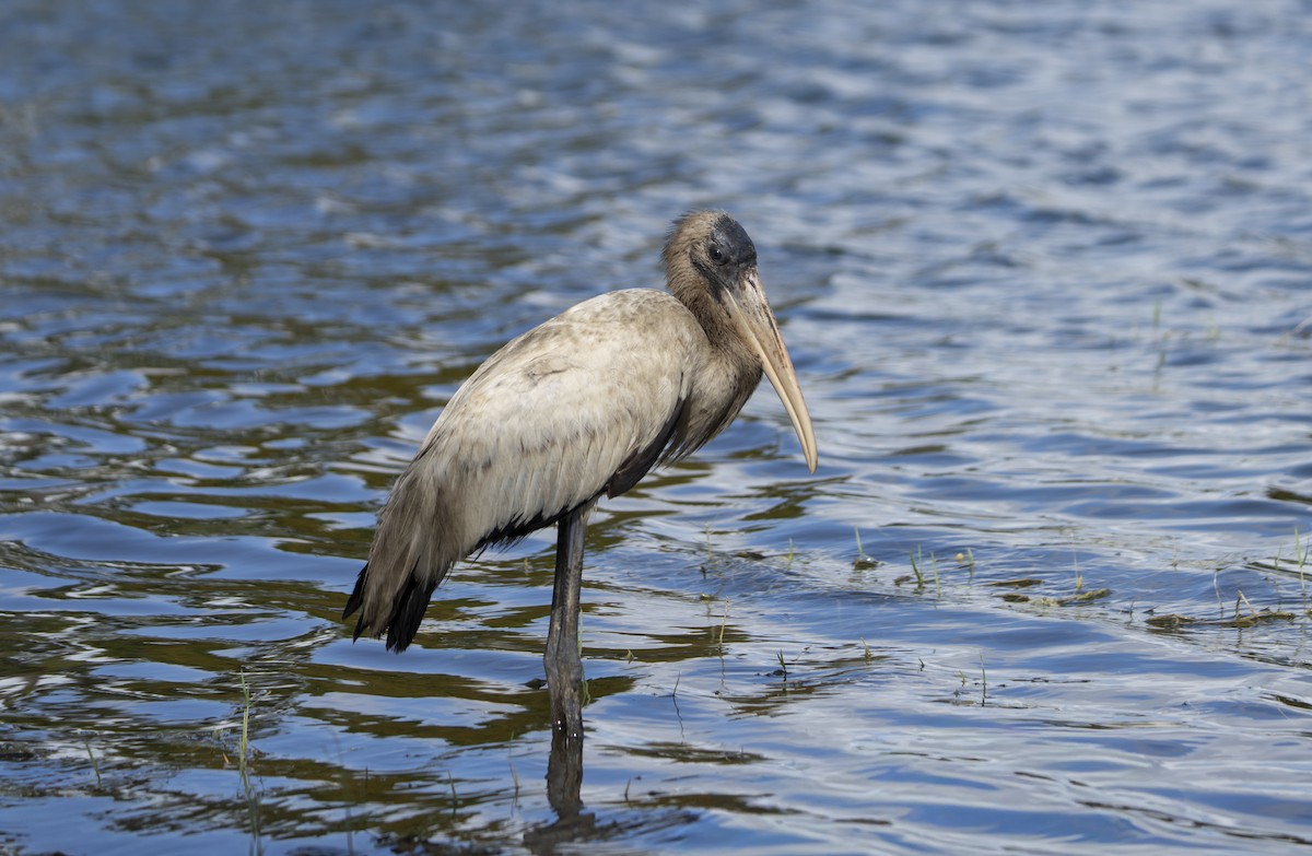 Wood Stork - ML643144005
