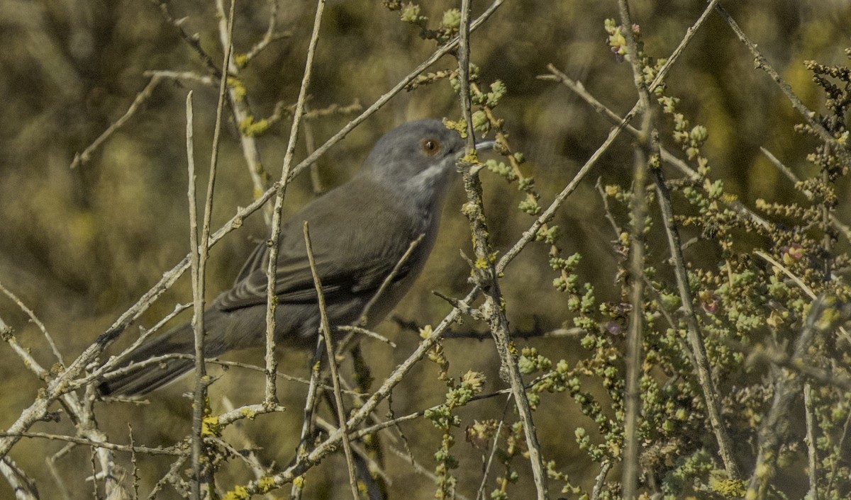 Occhiocotto - ML643144007