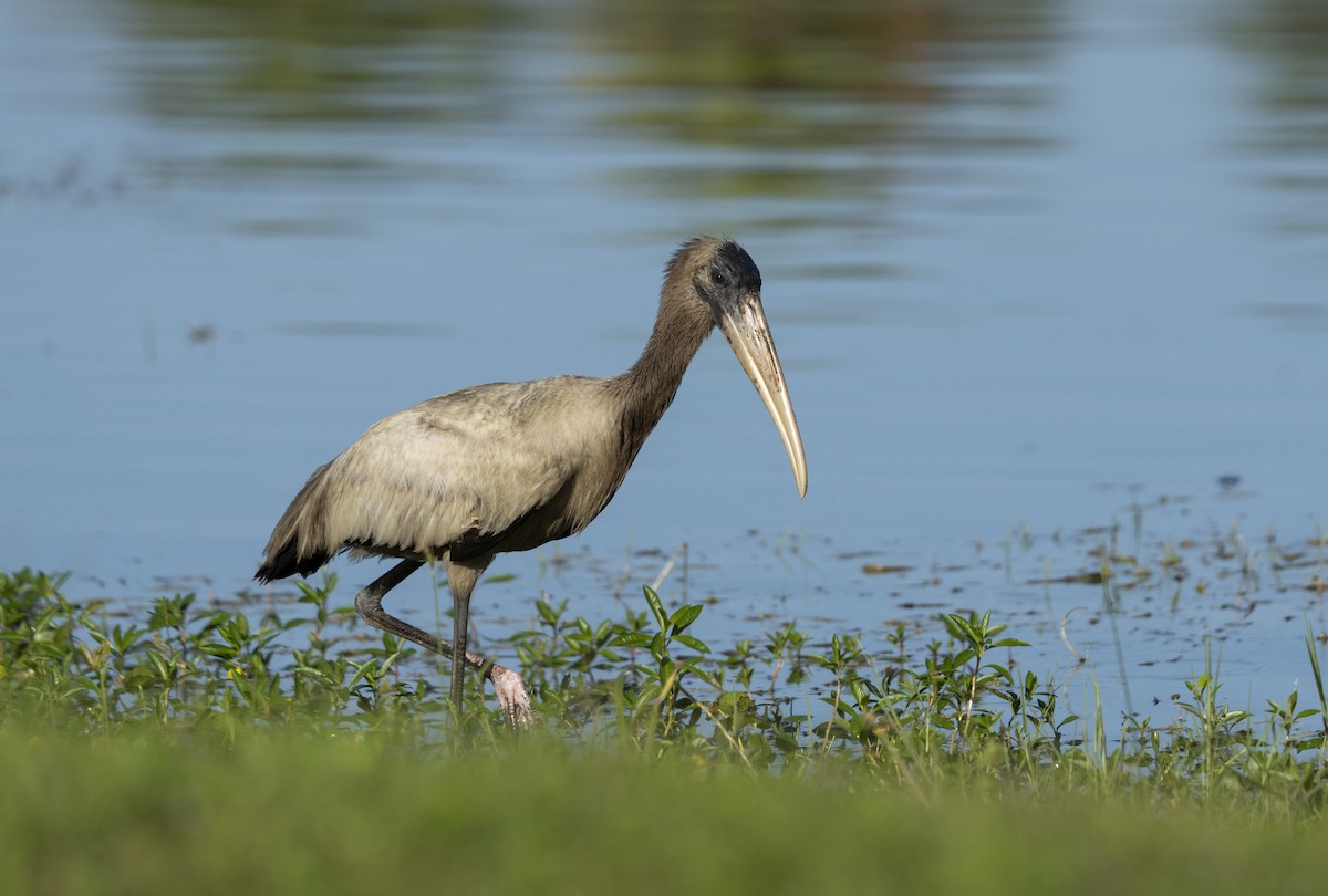 Wood Stork - ML643144009