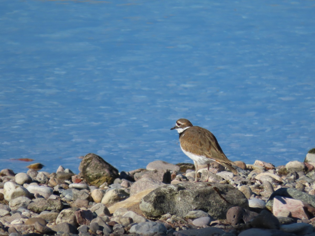 Killdeer - ML643144011