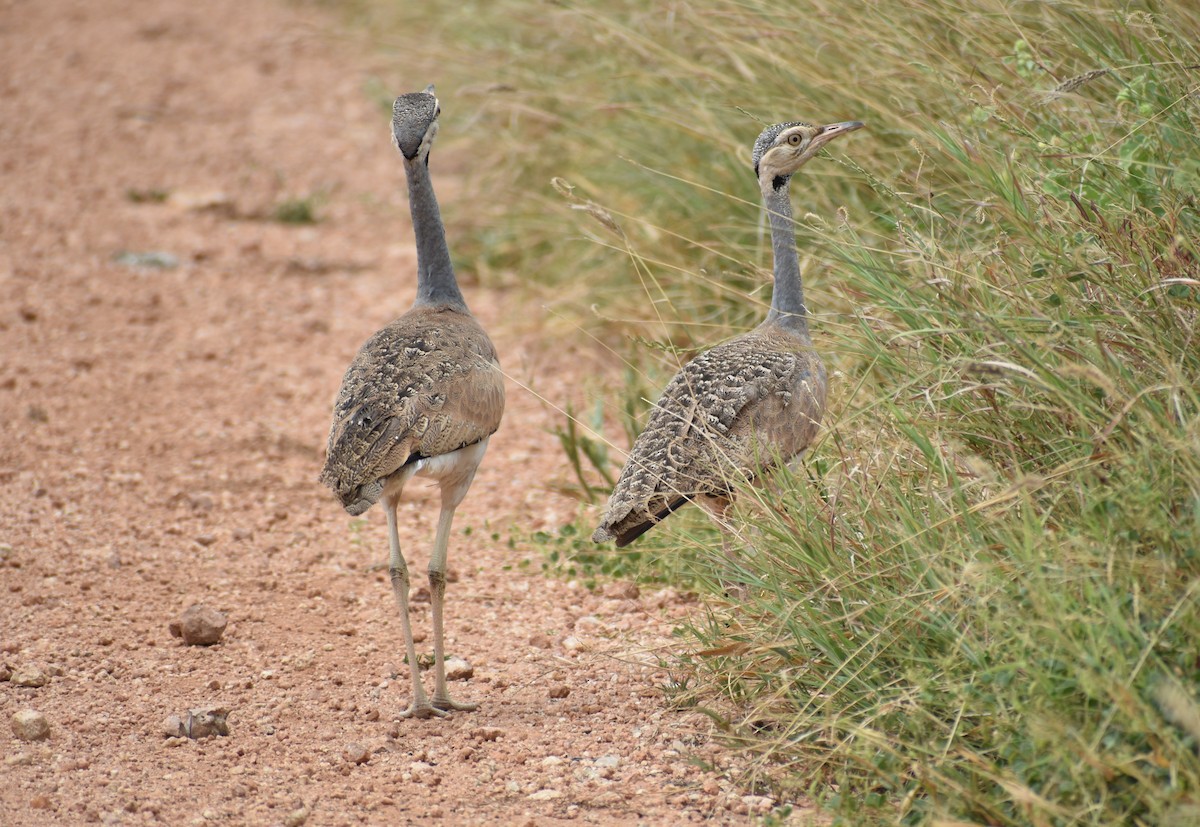 White-bellied Bustard - ML643144012