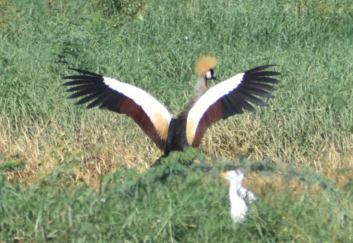 Gray Crowned-Crane - ML643144026