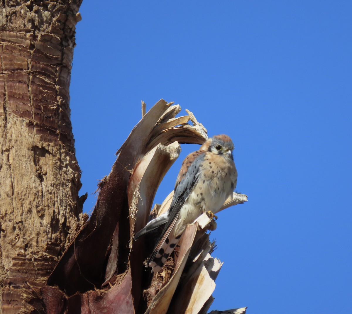 American Kestrel - ML643144036