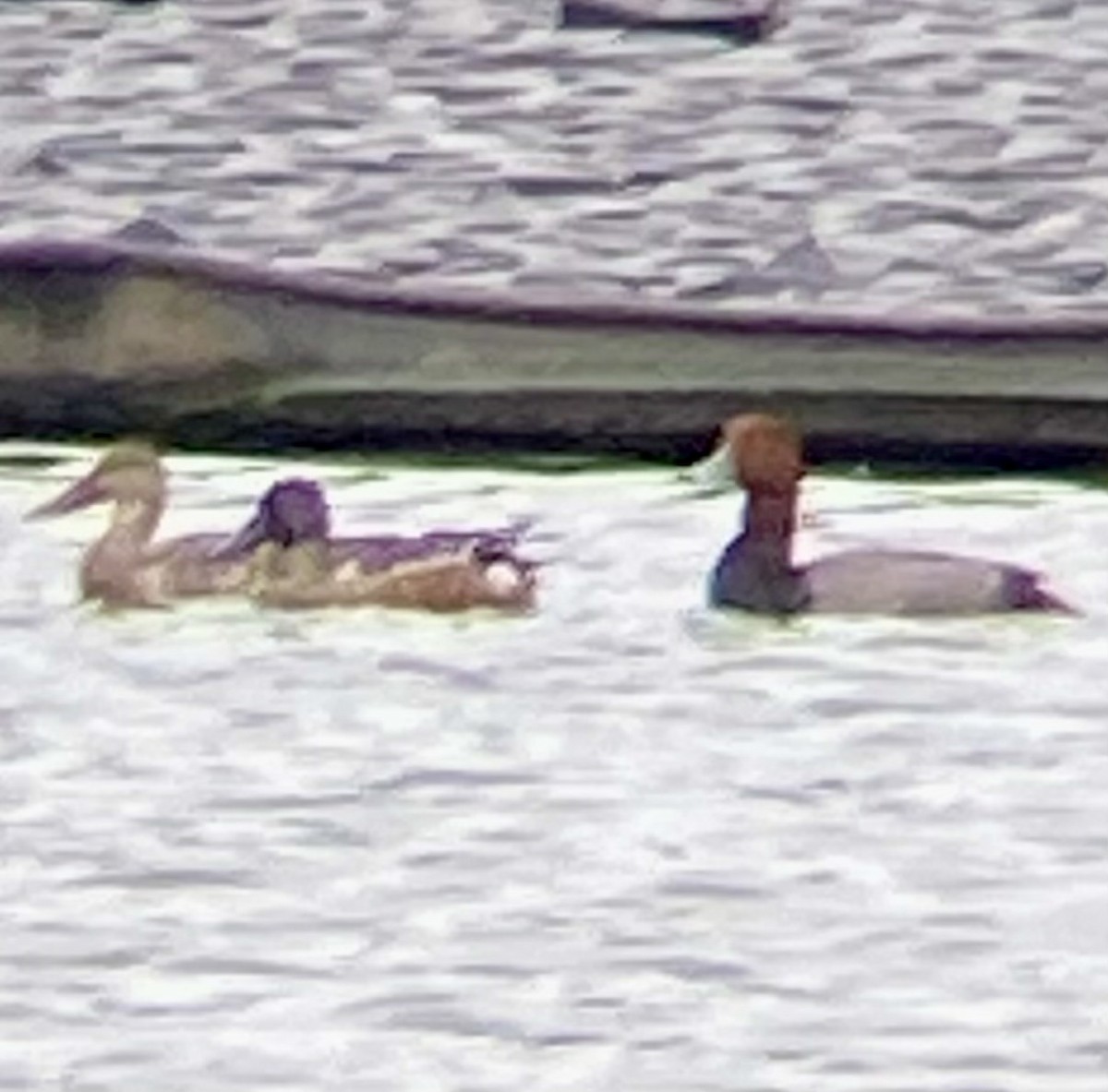 Northern Shoveler - ML643144042