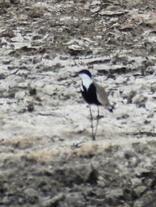 Spur-winged Lapwing - ML643144046