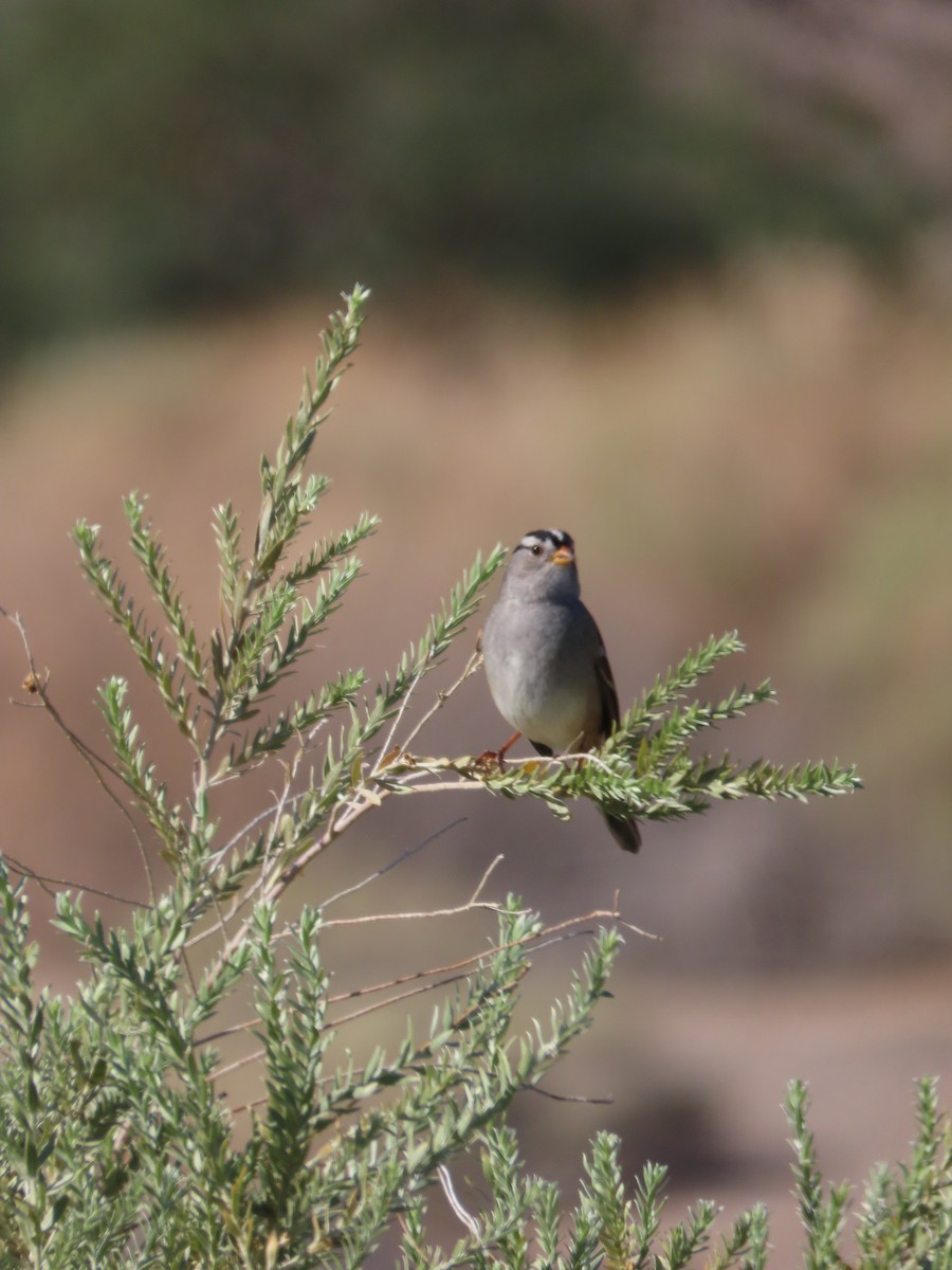 White-crowned Sparrow - ML643144047