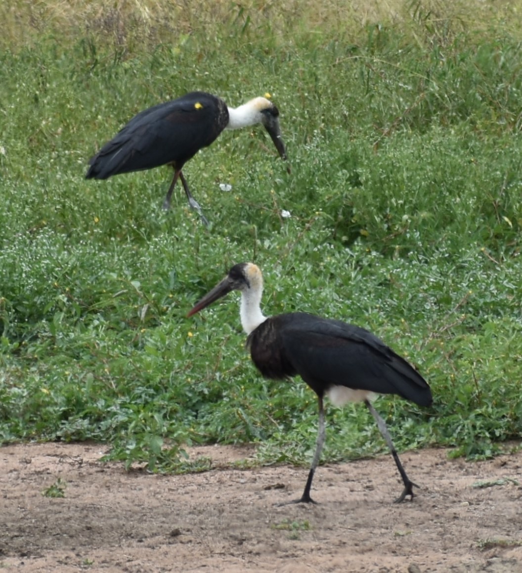 African Woolly-necked Stork - ML643144051