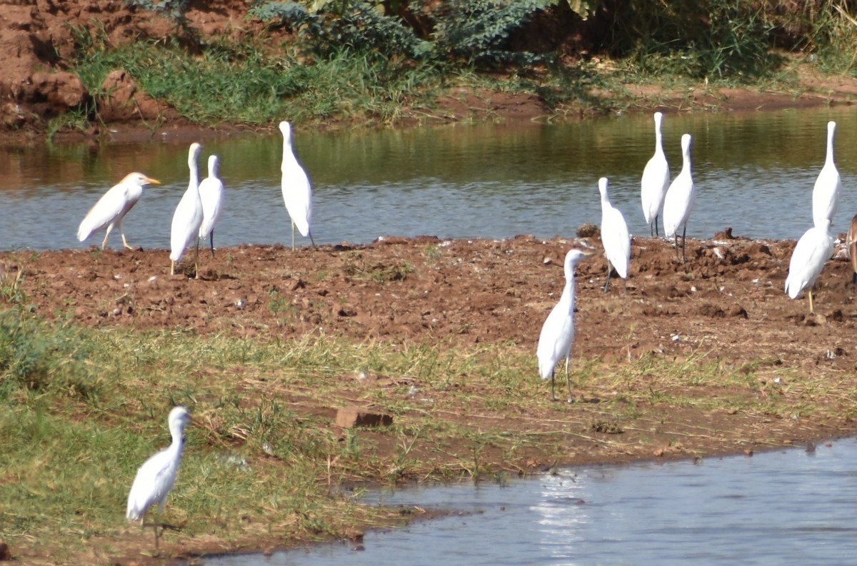 Western Cattle-Egret - ML643144059