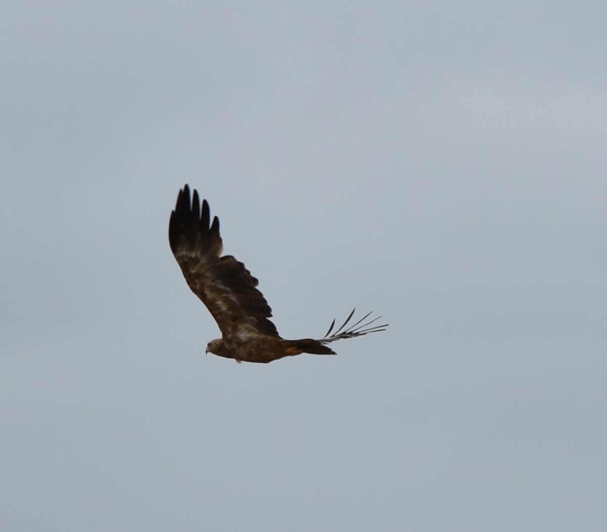 Tawny Eagle - ML643144076