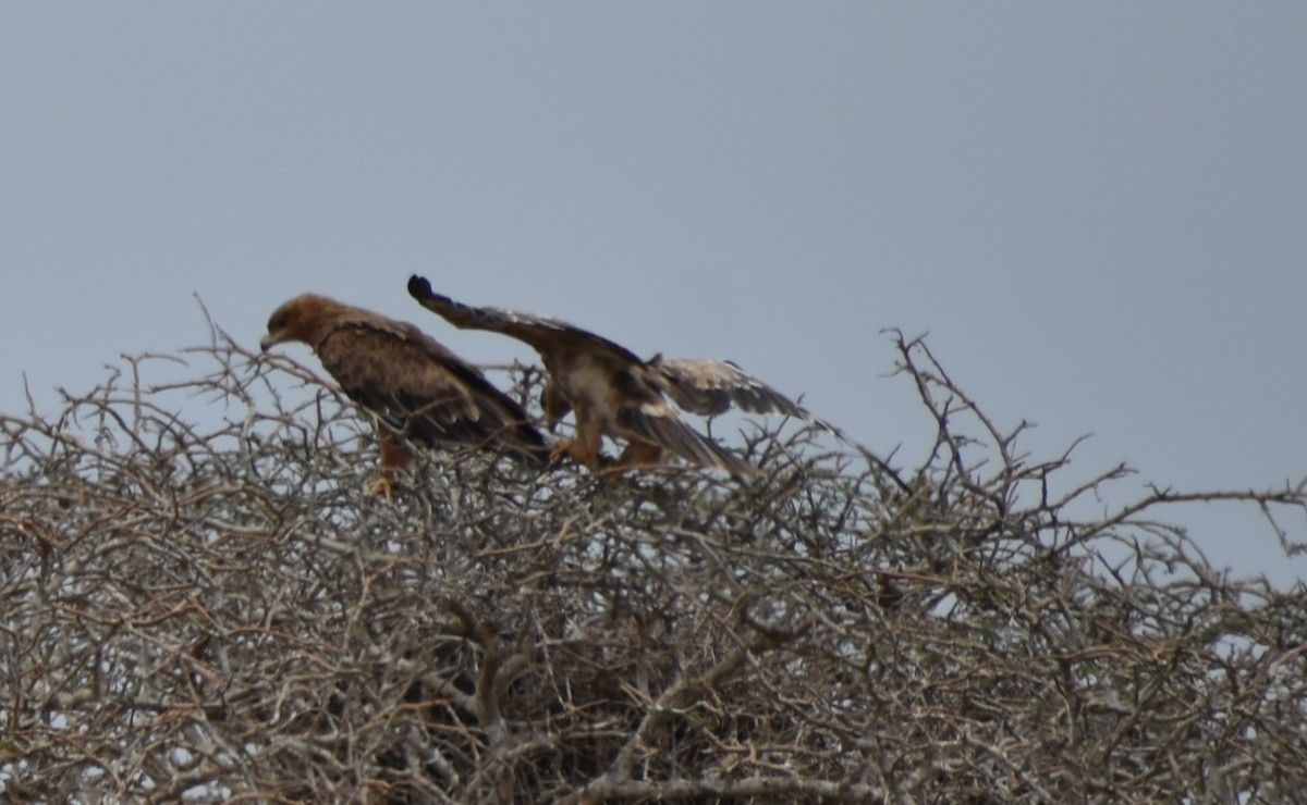 Tawny Eagle - ML643144077