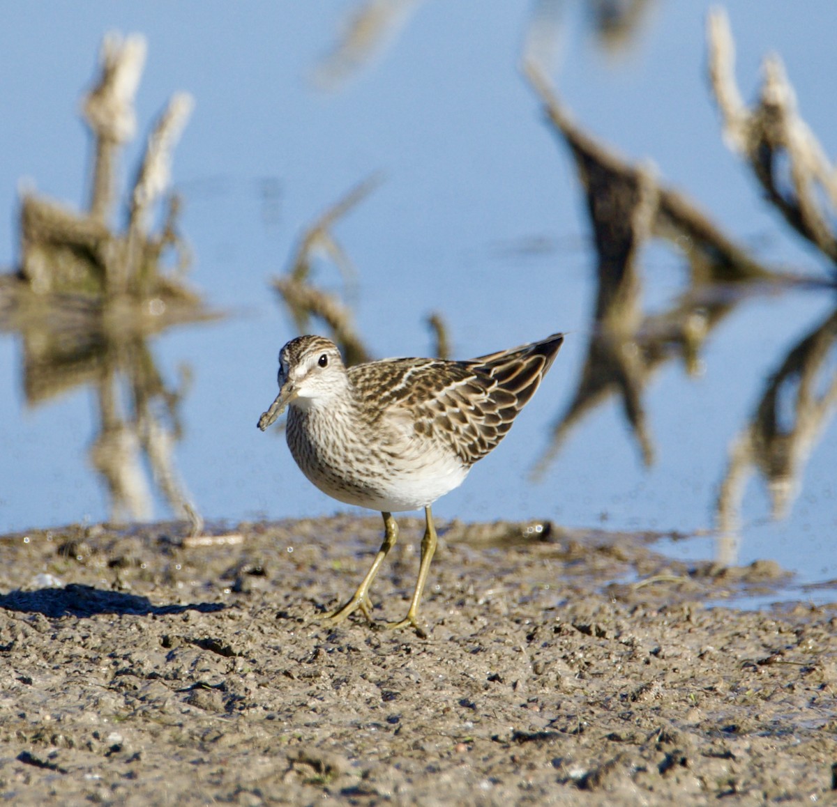 Bécasseau à poitrine cendrée - ML643144084
