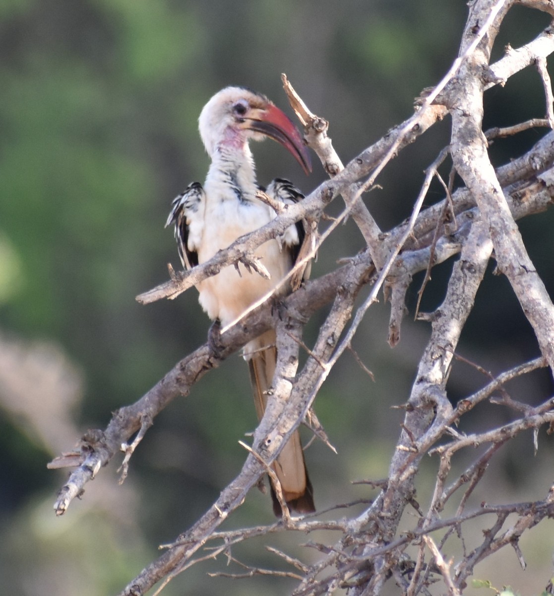 Northern Red-billed Hornbill - ML643144098