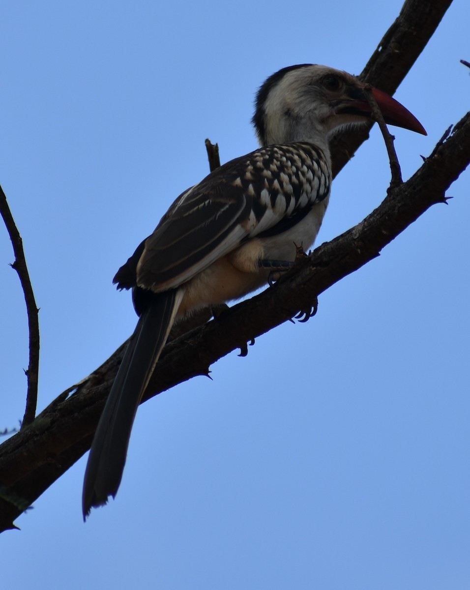Northern Red-billed Hornbill - ML643144099