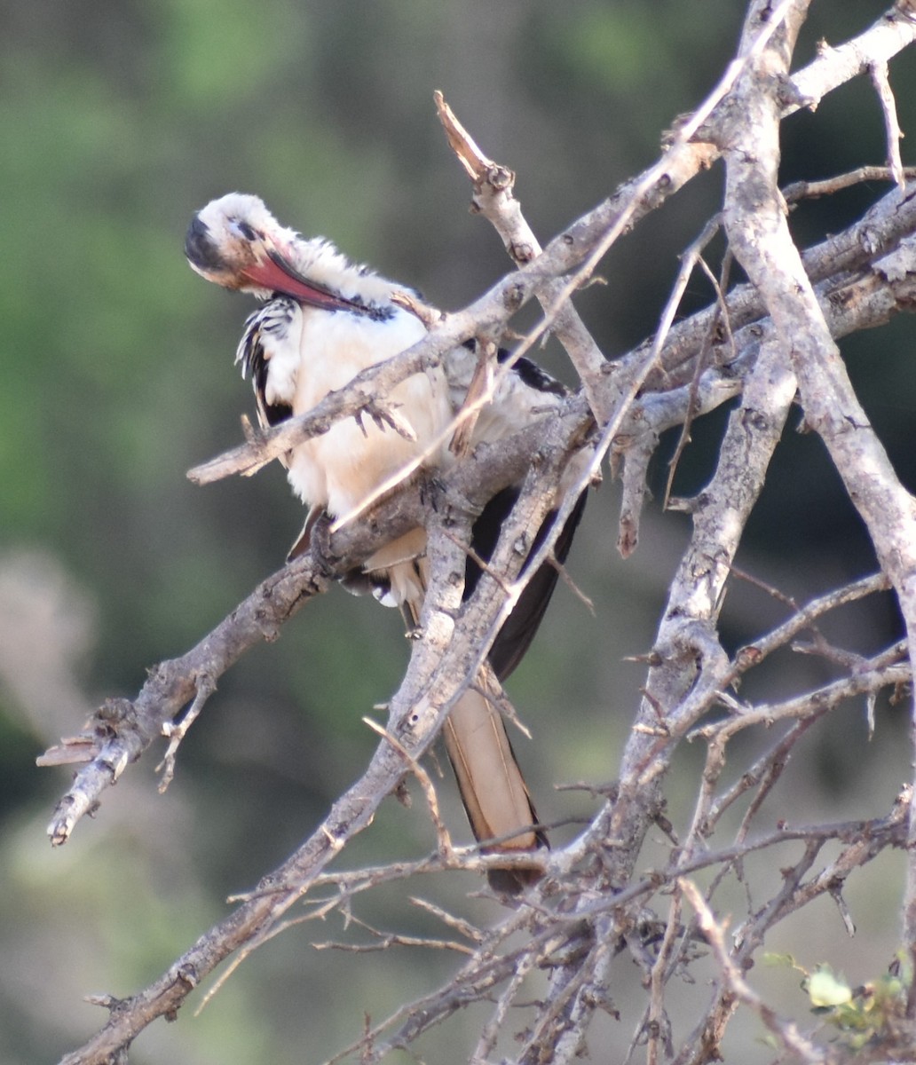Northern Red-billed Hornbill - ML643144100