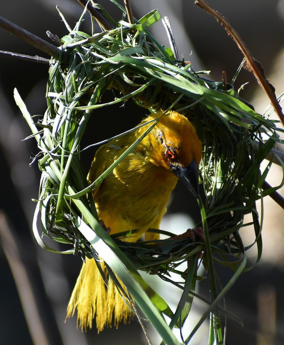 African Golden-Weaver - ML643144112