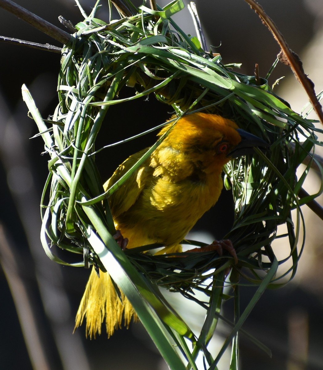 African Golden-Weaver - ML643144113