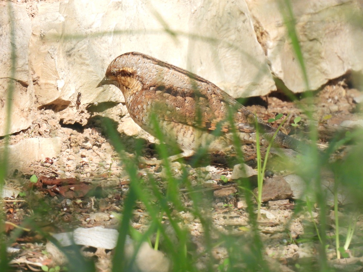 Eurasian Wryneck - ML643144123