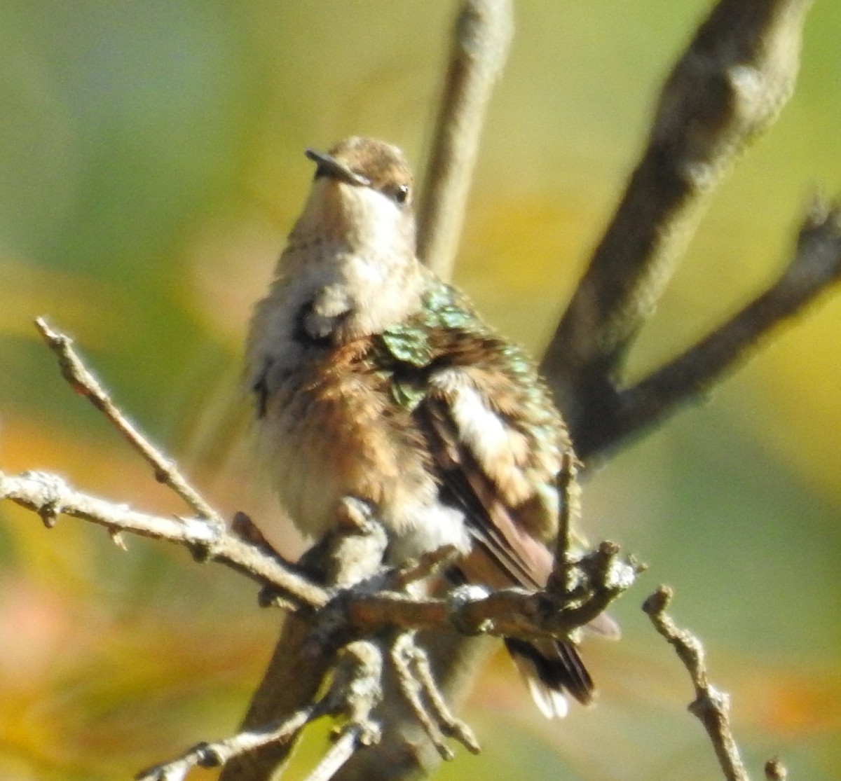 Ruby-throated Hummingbird - ML643144127