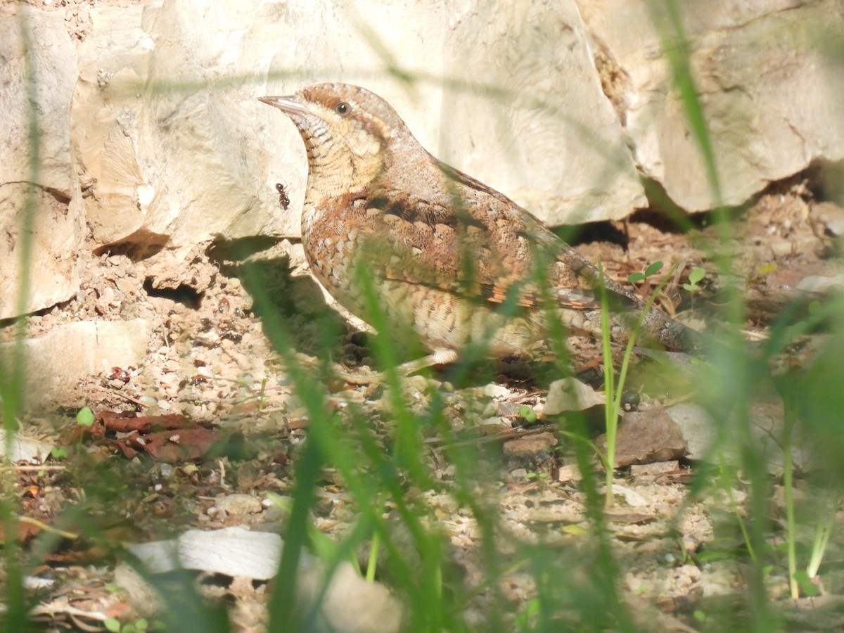 Eurasian Wryneck - ML643144132