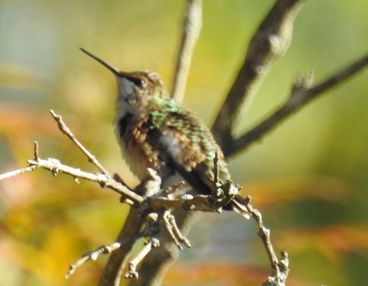 Ruby-throated Hummingbird - ML643144135