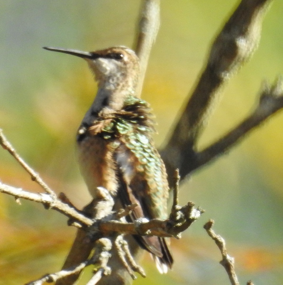 Ruby-throated Hummingbird - ML643144136