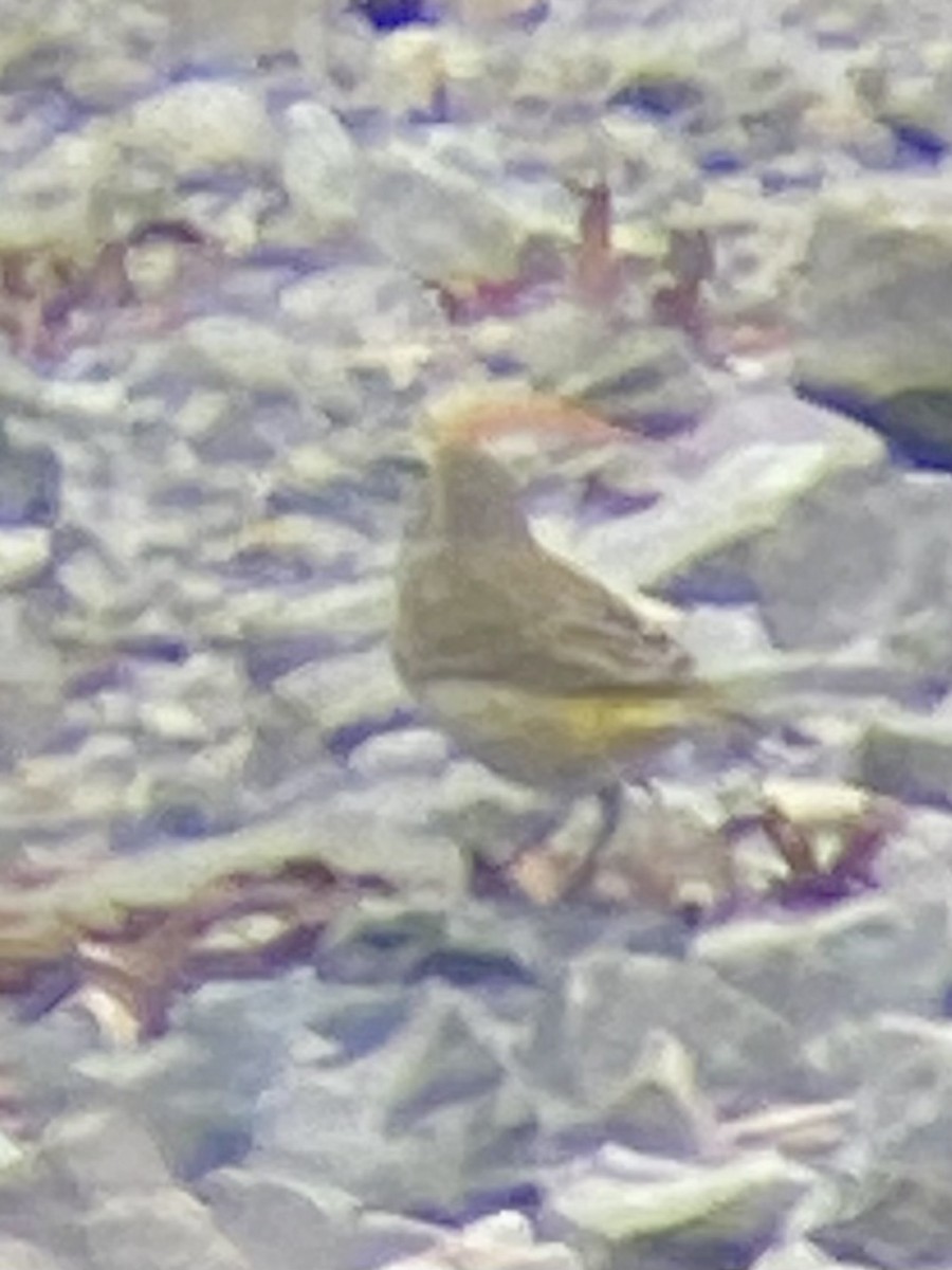Palm Warbler (Western) - ML643144140