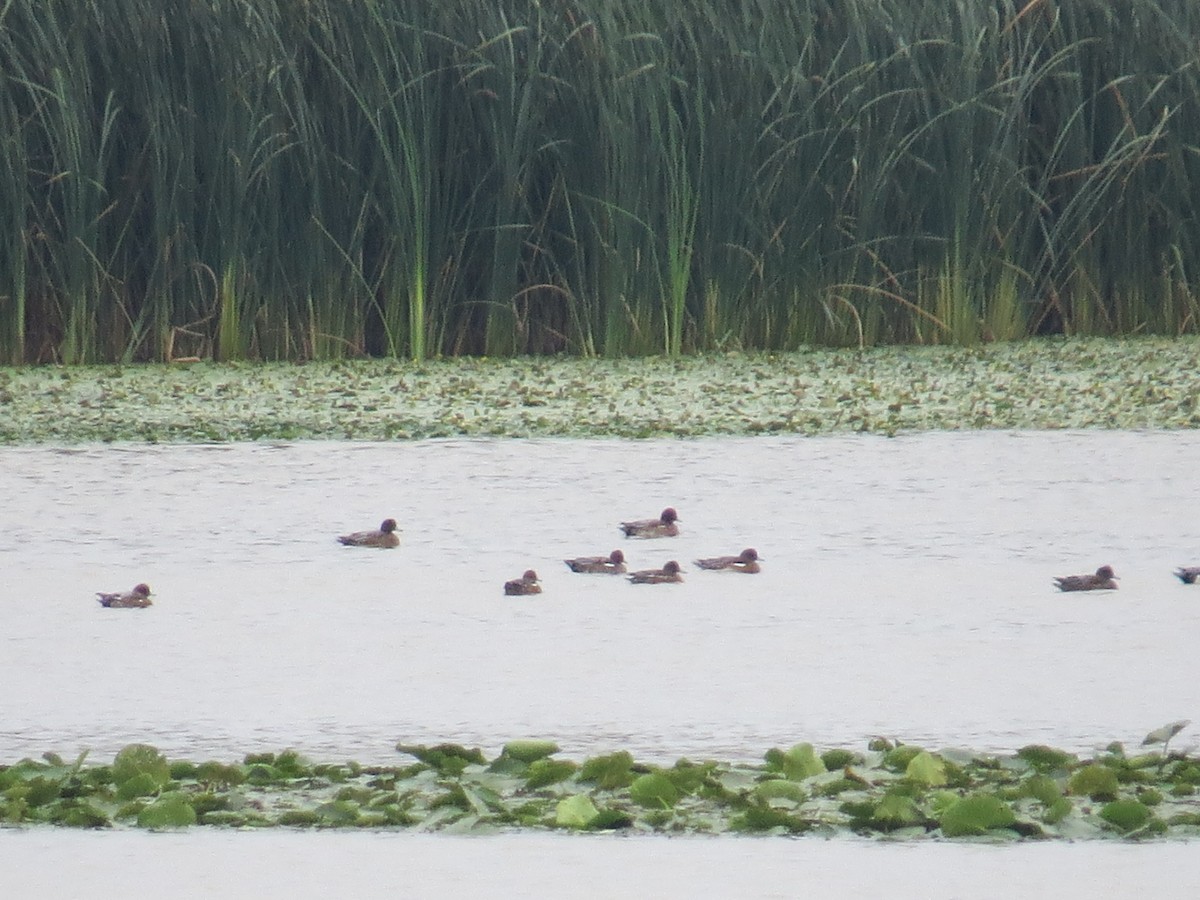 Eurasian Wigeon - ML643144153