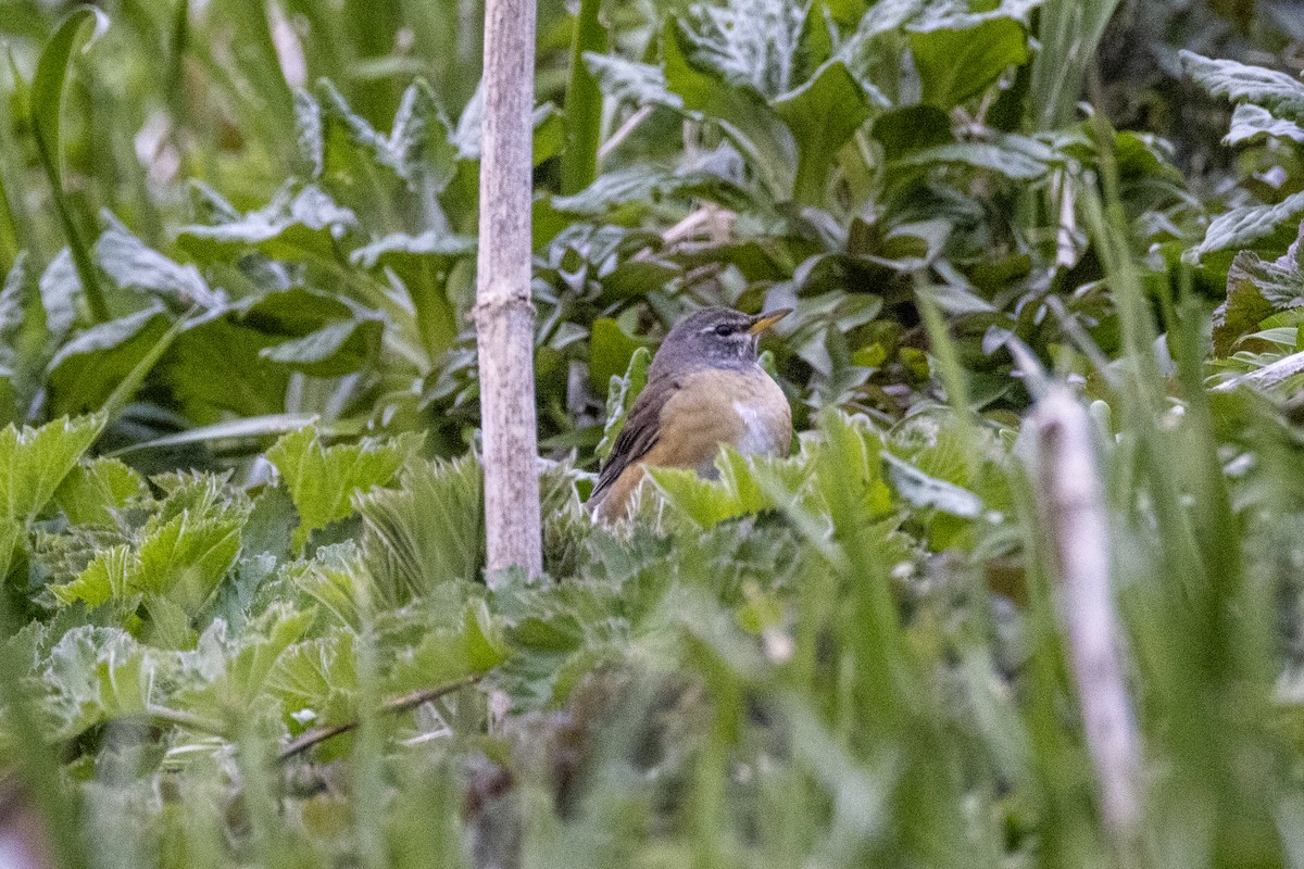Eyebrowed Thrush - ML643144159