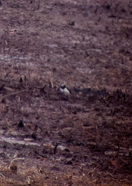 Northern Lapwing - ML643144164